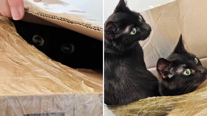 Woman Opens A Sealed Box Found Hidden In A Hedge And Finds Three Sets Of Eyes Staring Back