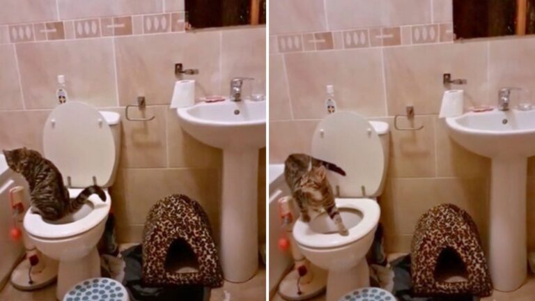 Woman Stunned After Realizing Her Feline Friend Uses Toilet Instead A Litter Box