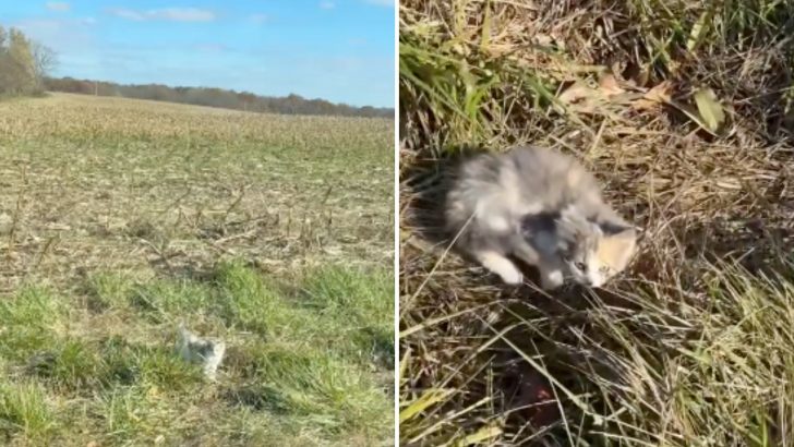 Woman Urges Her Uber Driver To Stop When She Spots A Tiny Kitten In Distress