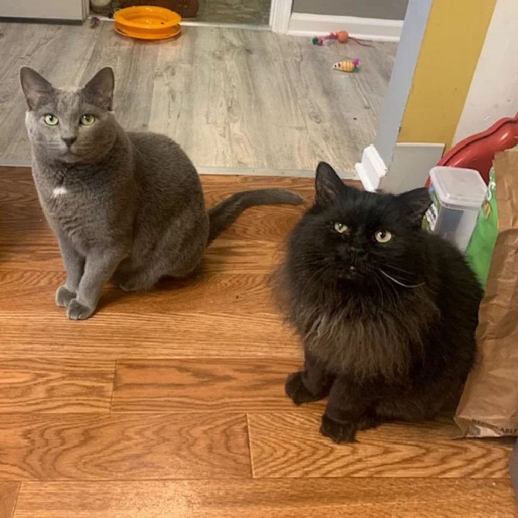 a black and gray cat sitting next to each other