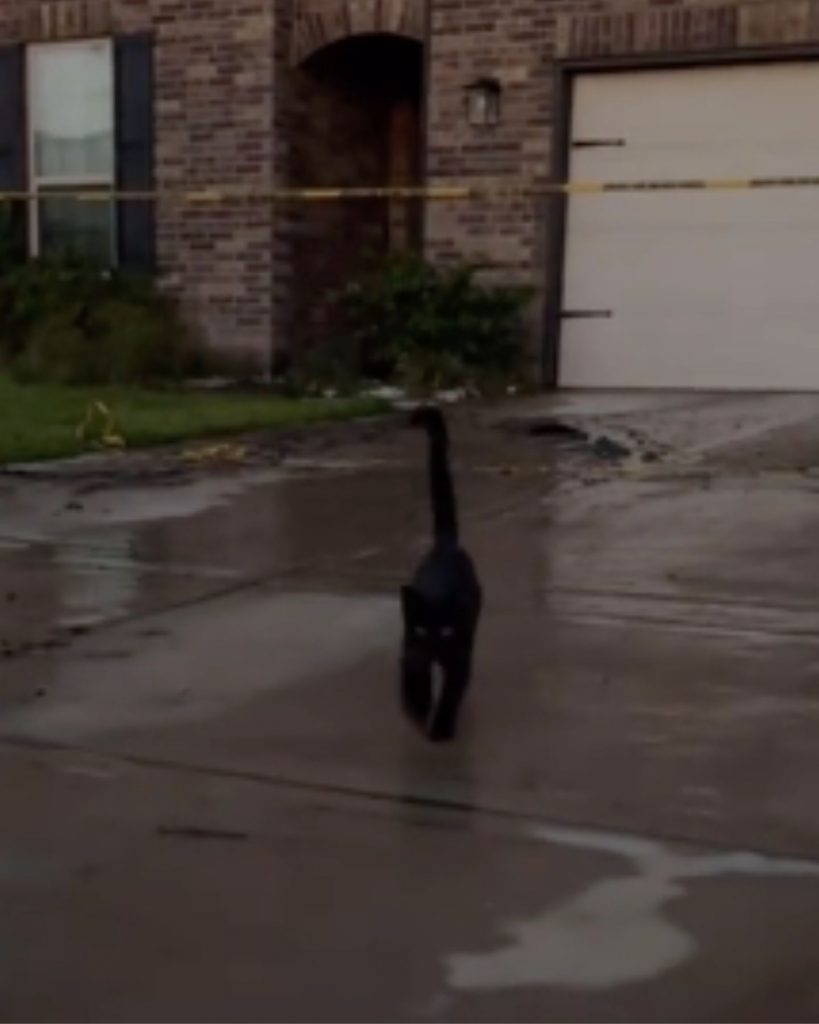 a black cat is wandering the street