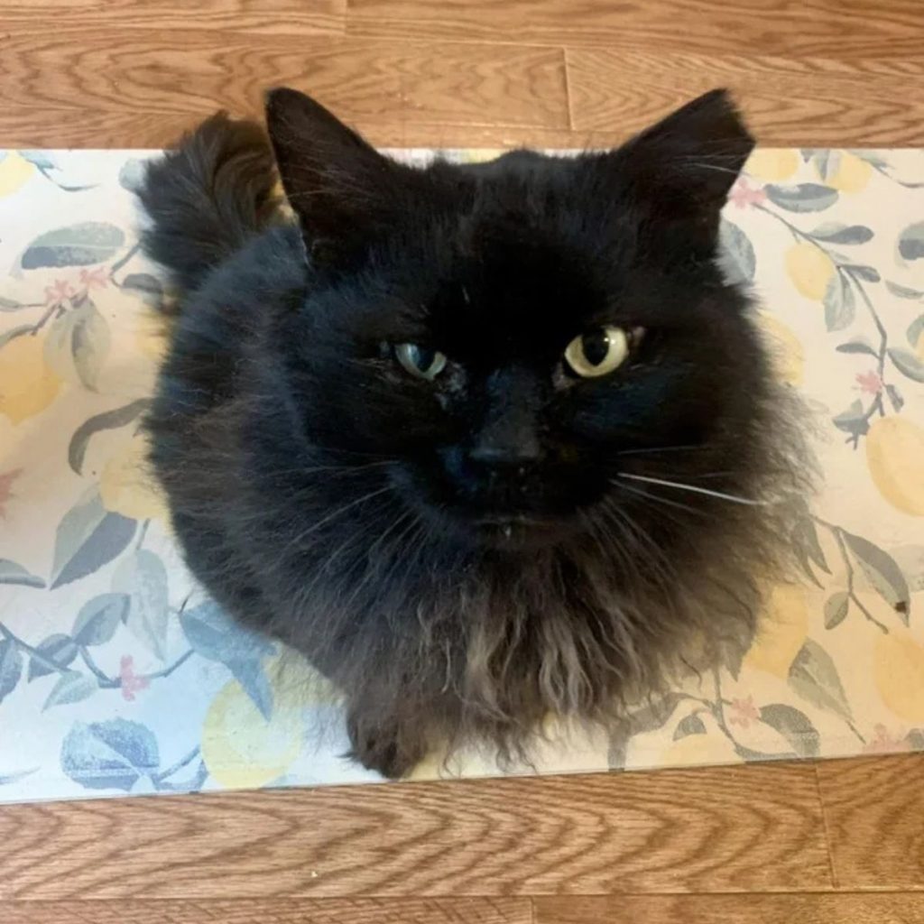 a black cat sits on a colorful rug