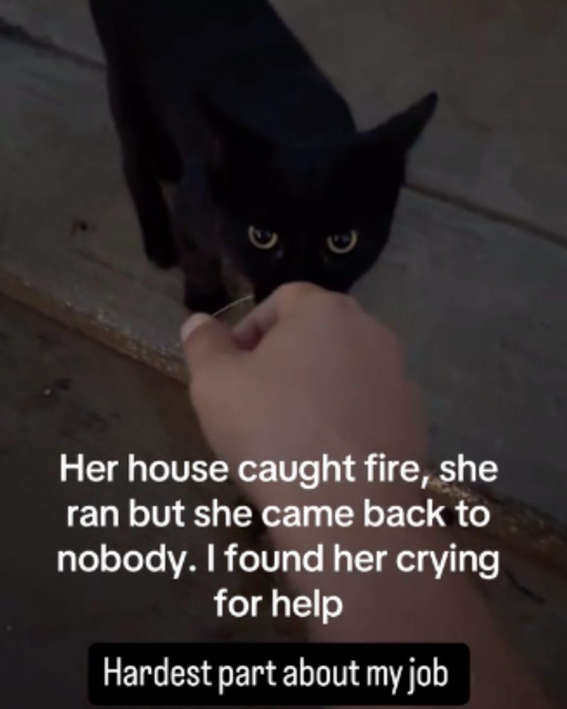 a black cat sniffs a man's hand