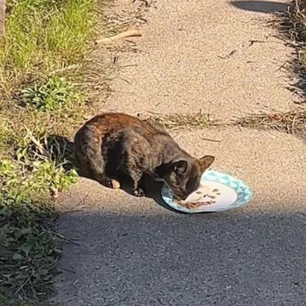 a cat on the road eats from a plate