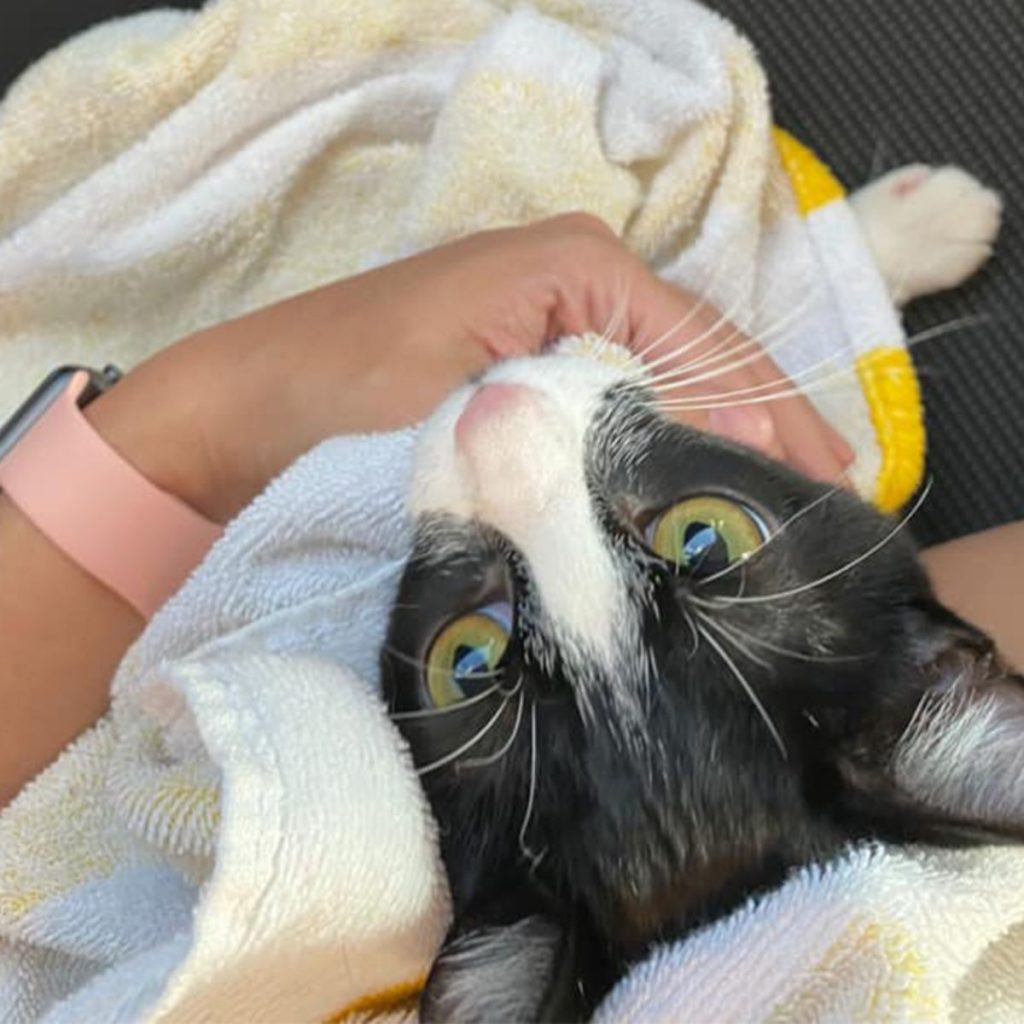 a cute cat wrapped in a towel