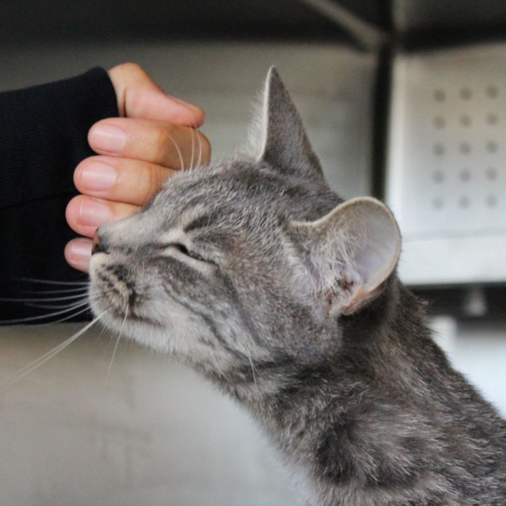 a girl strokes a colorful cat with her hand