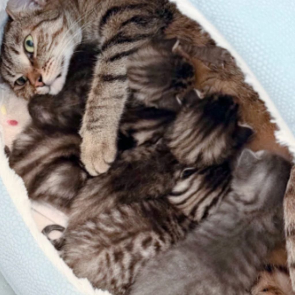 a huddled mother cat with her kittens