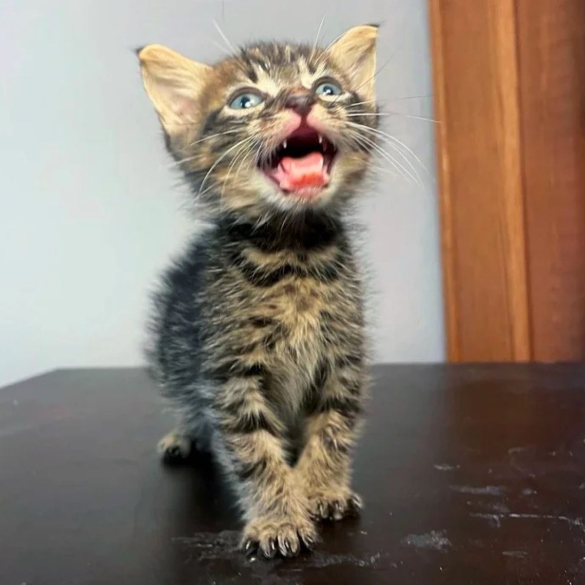 a kitten yawning