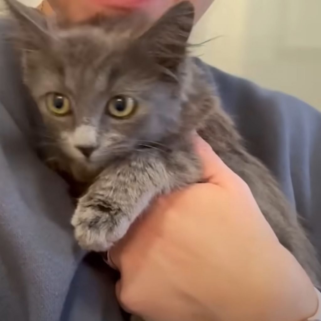 a man holds a gray cat in his arms