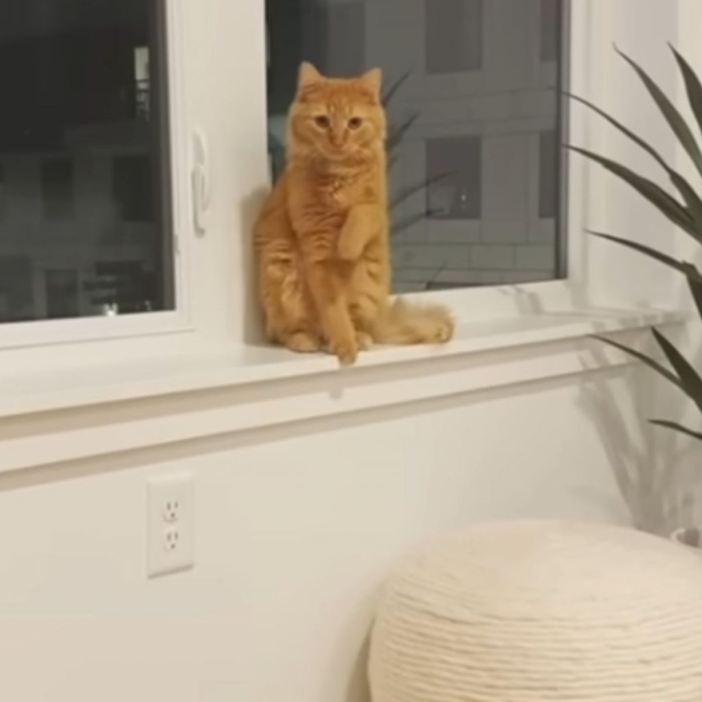 a yellow cat is sitting on the window