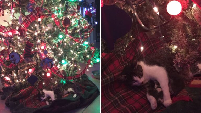 Michigan Cat Stuns Her New Family By Leaving Four Tiny Miracles Under Their Christmas Tree