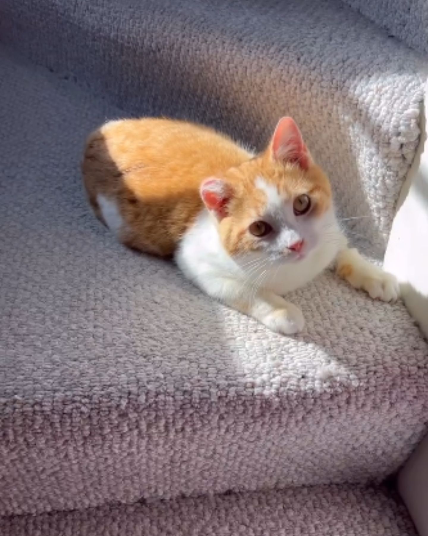 adorable ginger cat