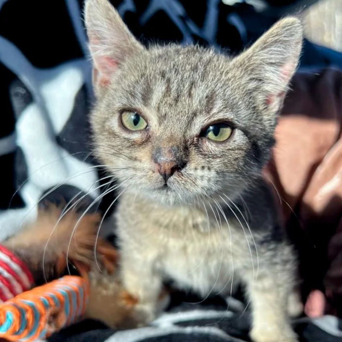 adorable gray cat