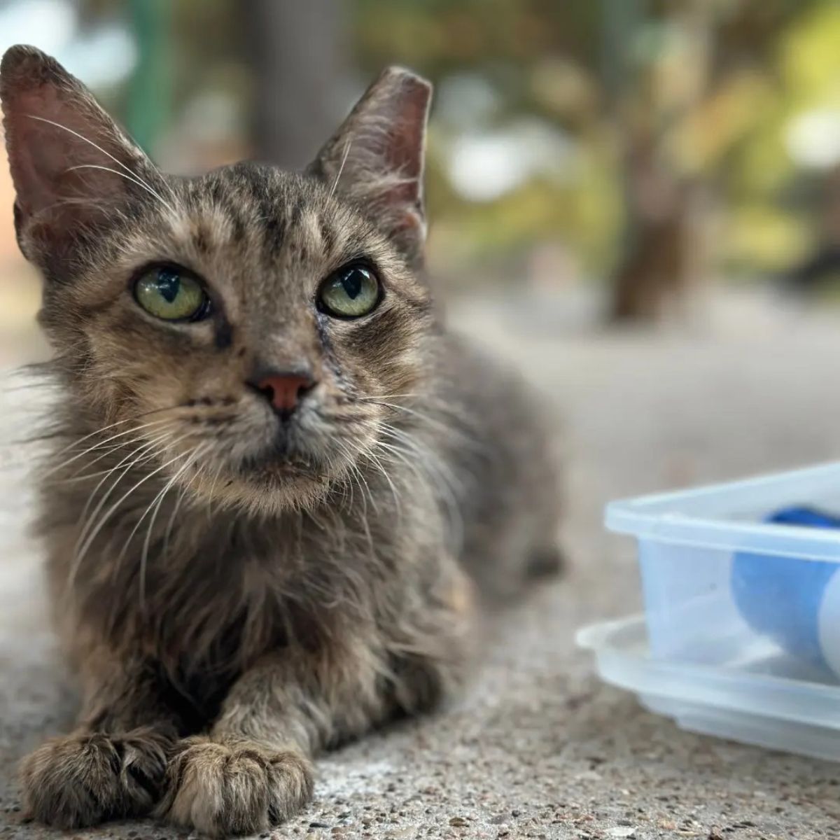 adorable gray stray cat