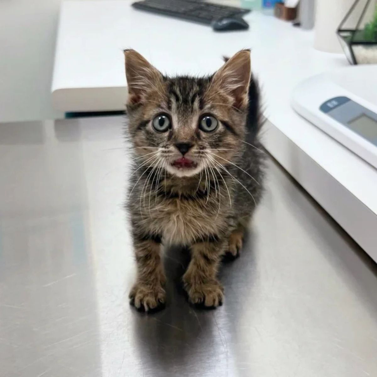 adorable kitten on table