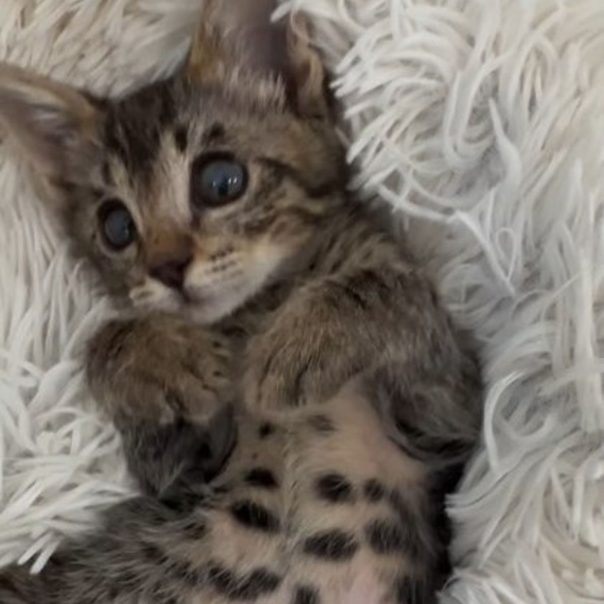 adorable tiny kitten lying on her back