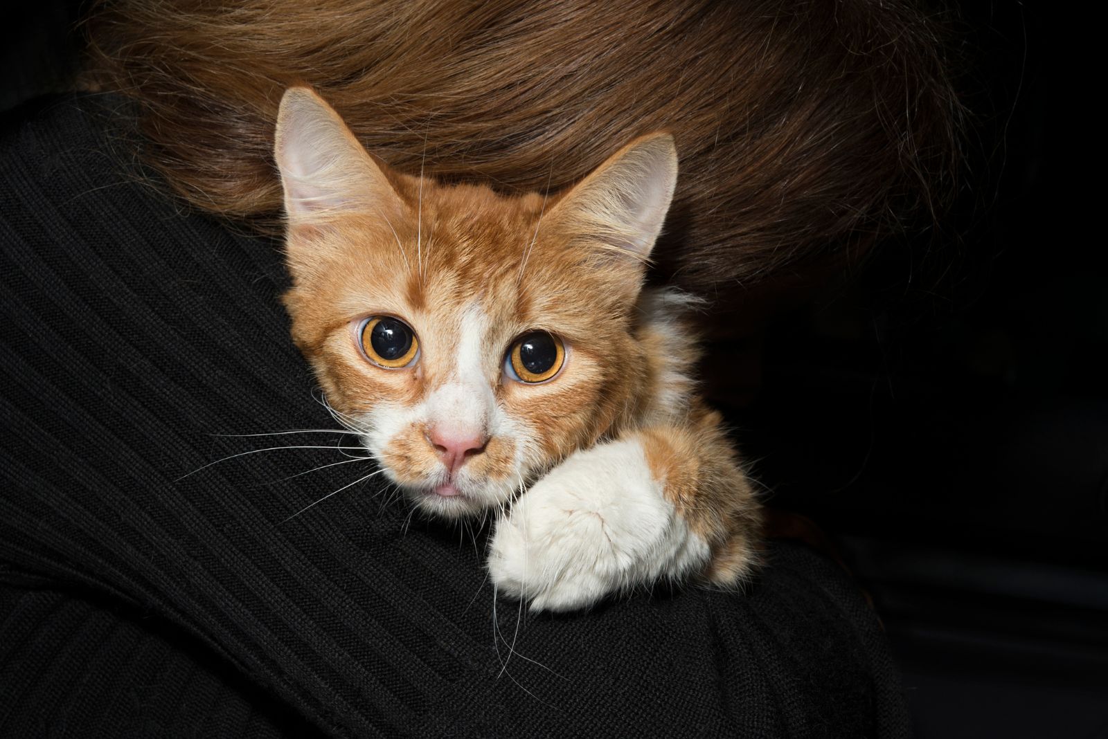 ginger cat in womans arms