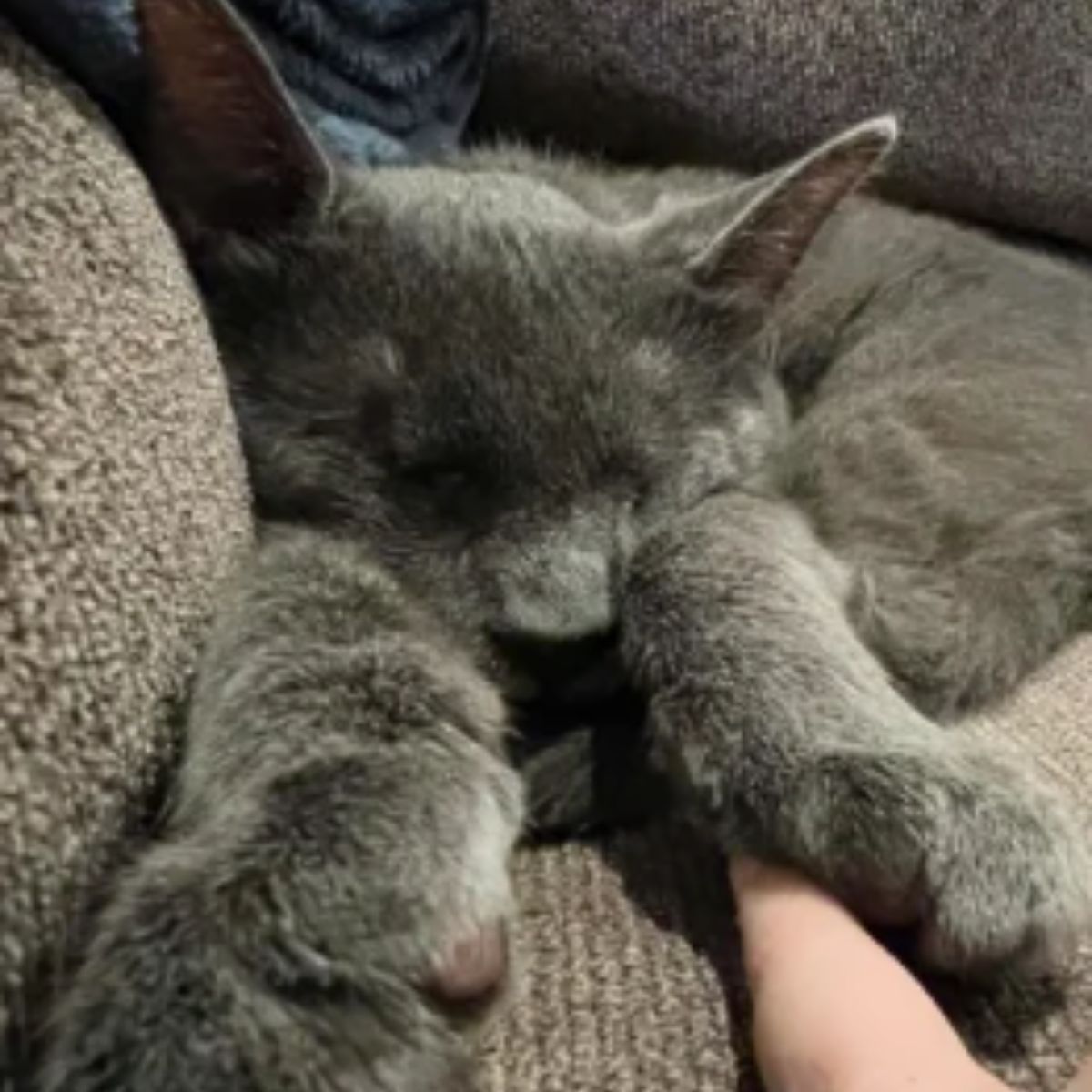 beautiful gray blind cat