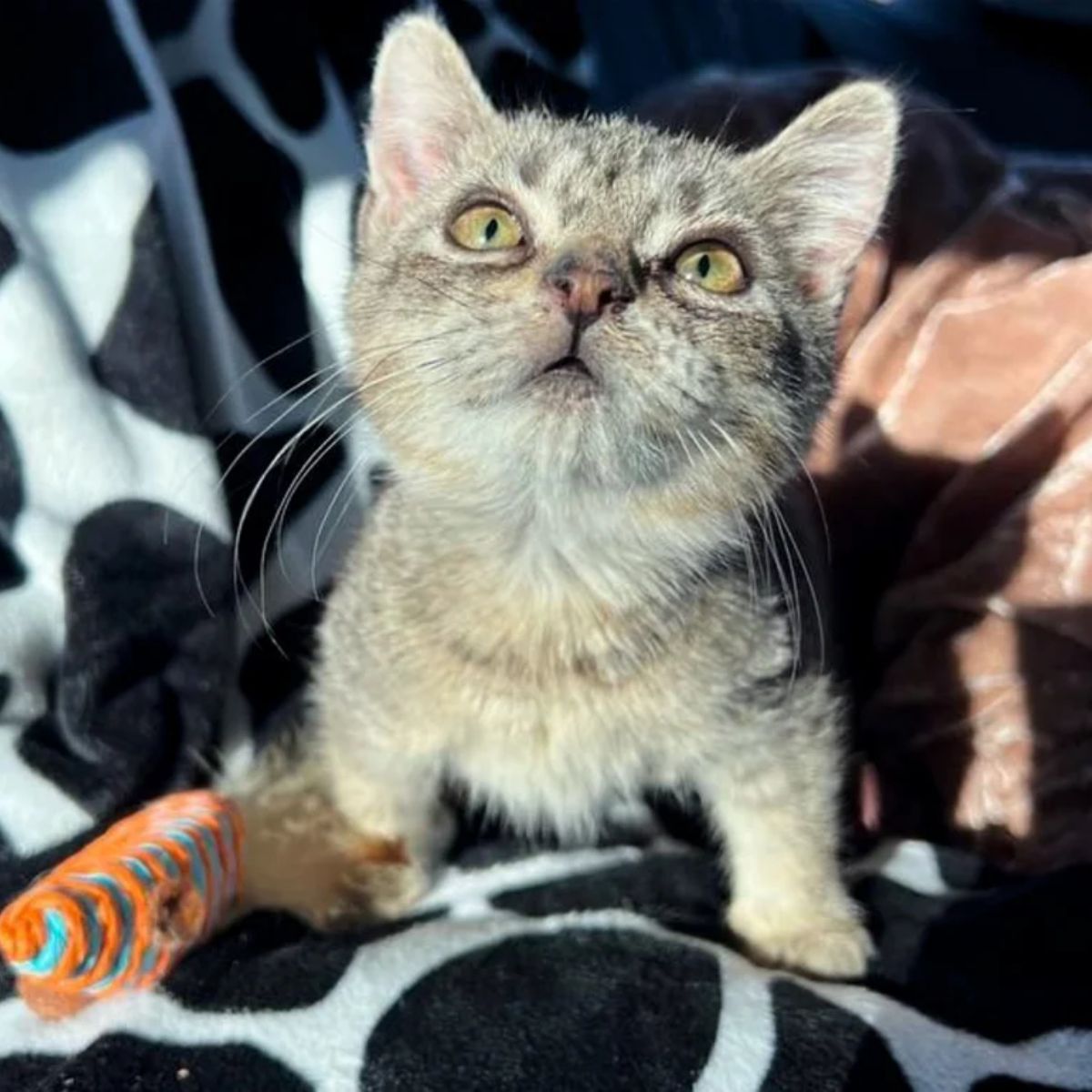 beautiful gray kitten