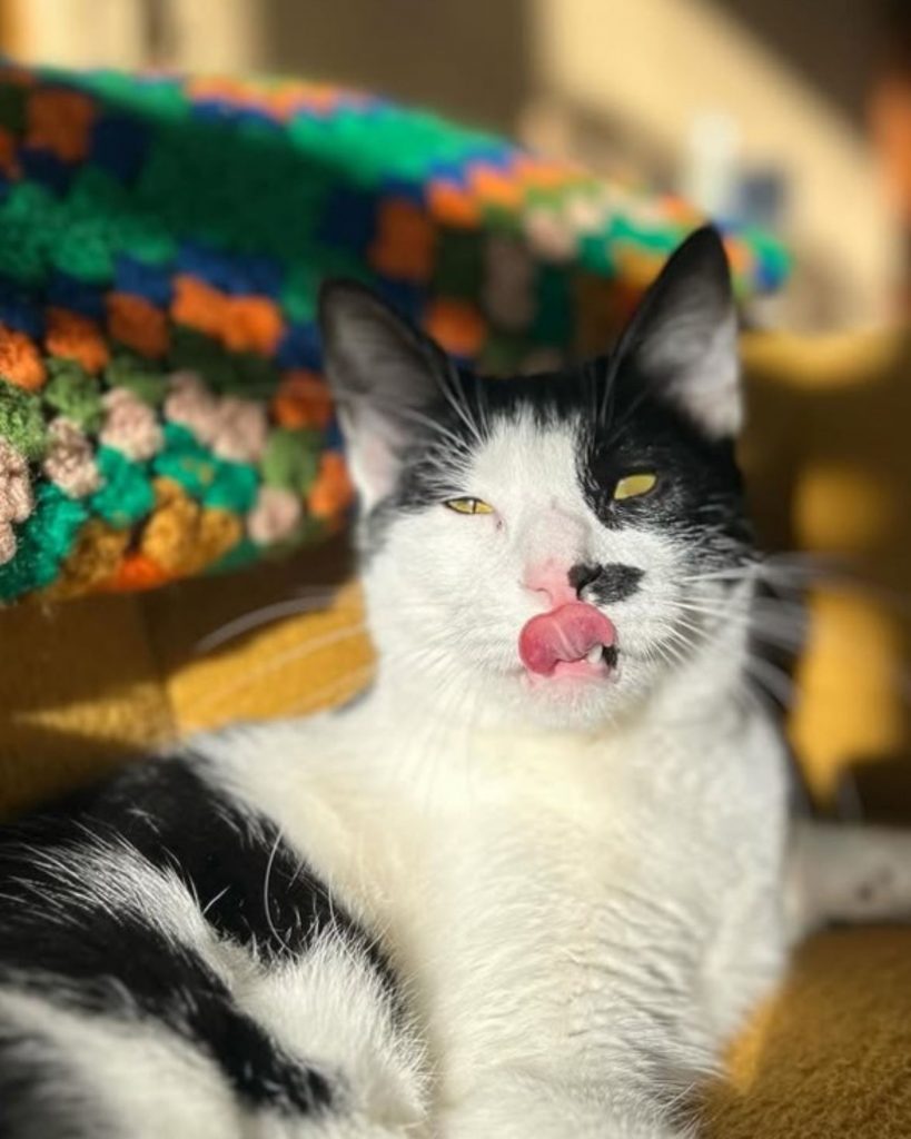 black and white cat licking itself