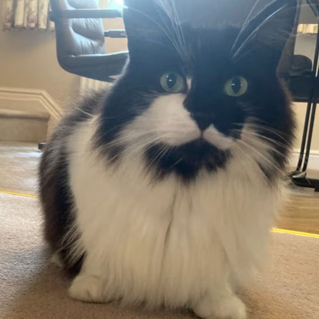 black and white cat looking at the camera