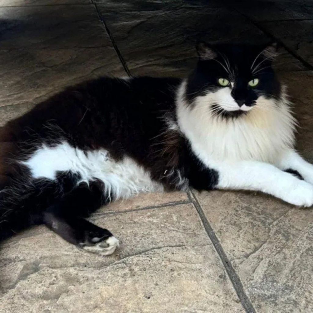 black and white cat lying on the tiles