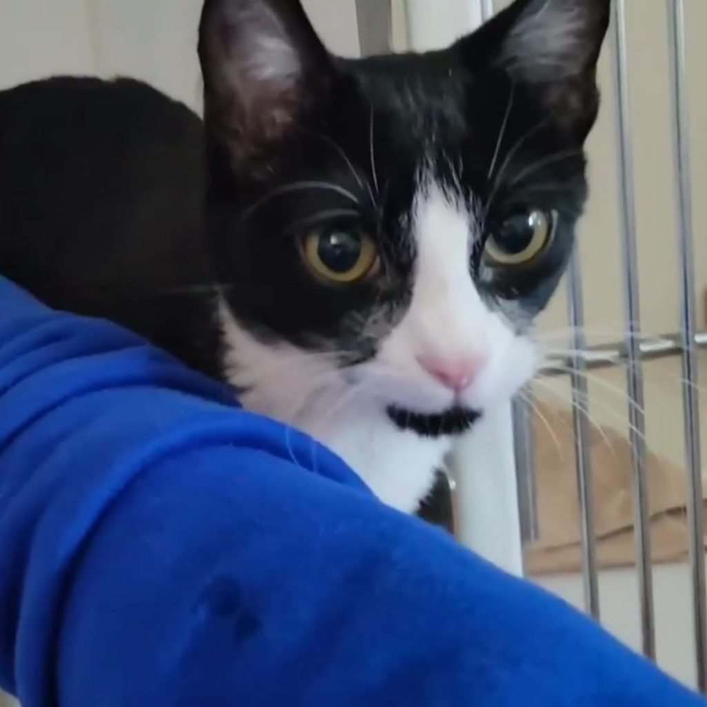 black and white cat next to a man's leg