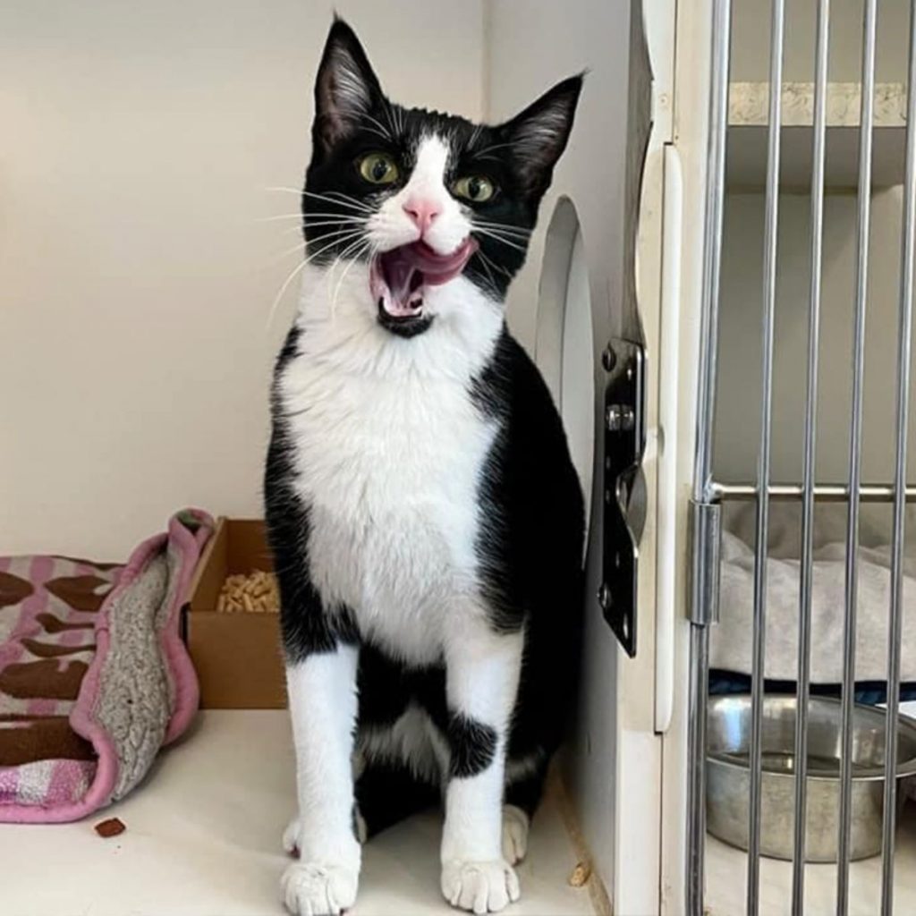 black and white cat sits and licks itself