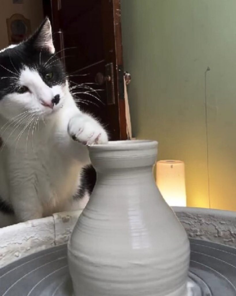 black and white cat touches a clay bowl with its paw