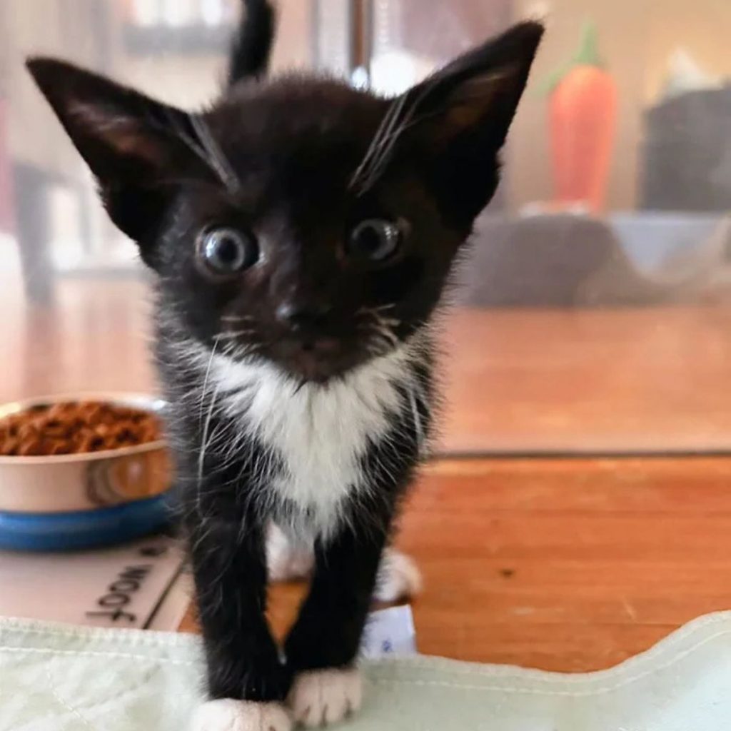 black and white kitten with big eyes