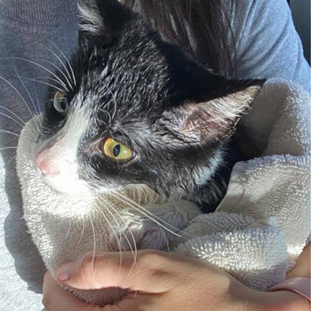 black and white kitten wrapped in a towel