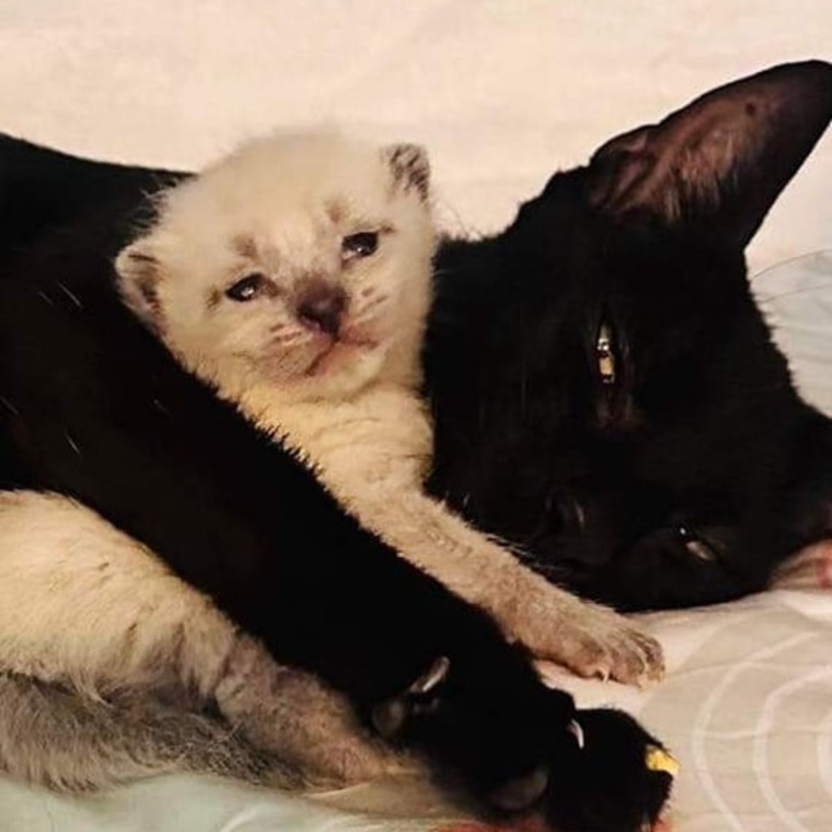 black cat and white kitten