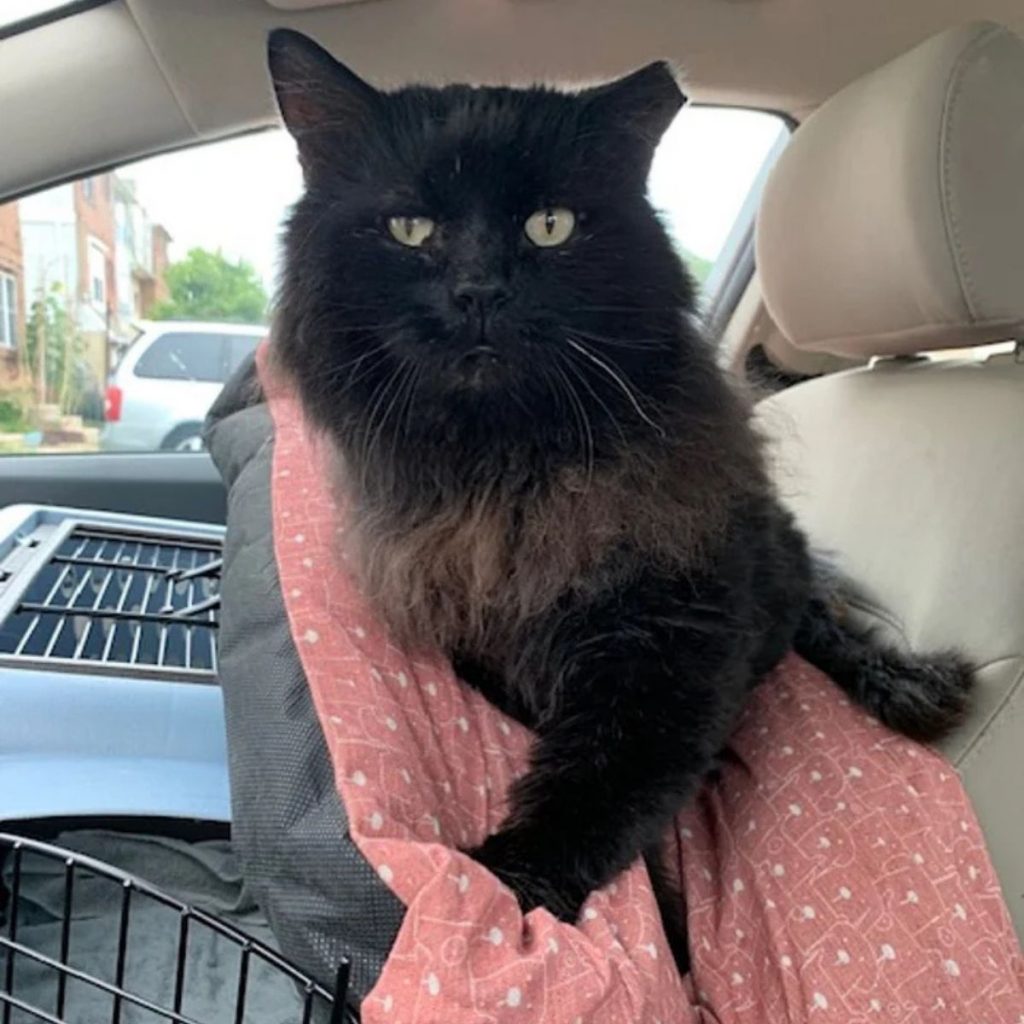 black cat in the car