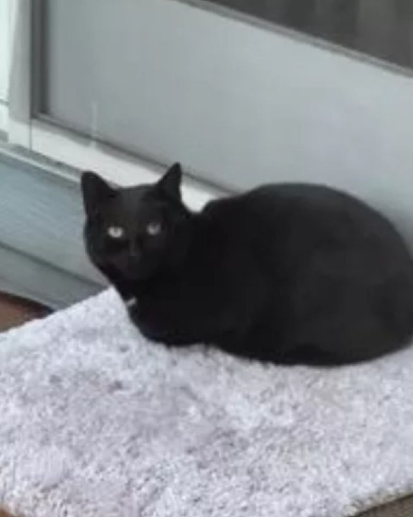 black cat lying