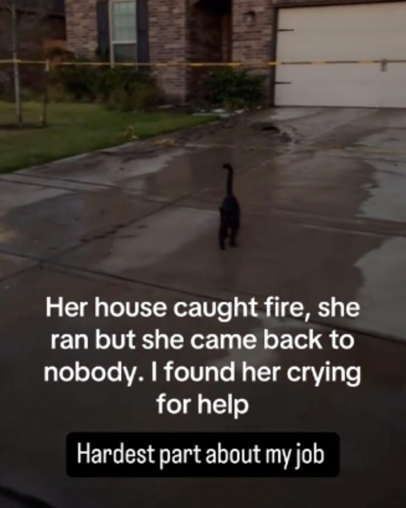 black cat on the street after a fire