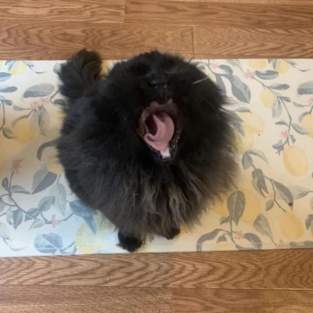 black cat with open mouth