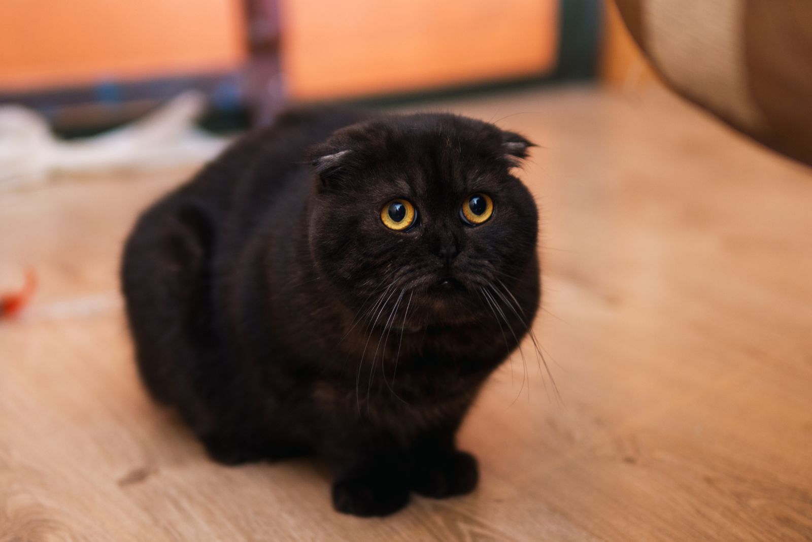 black cat looking up