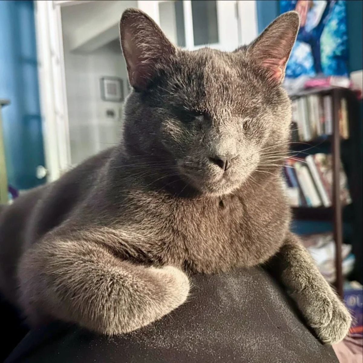 blind cat on a couch