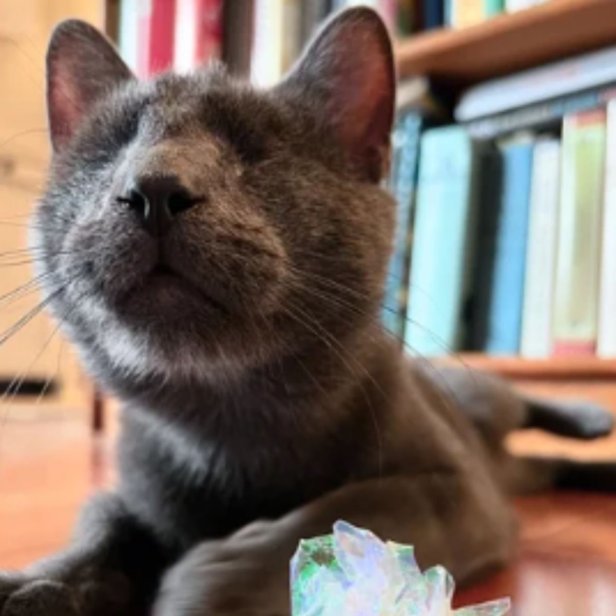 blind gray cat