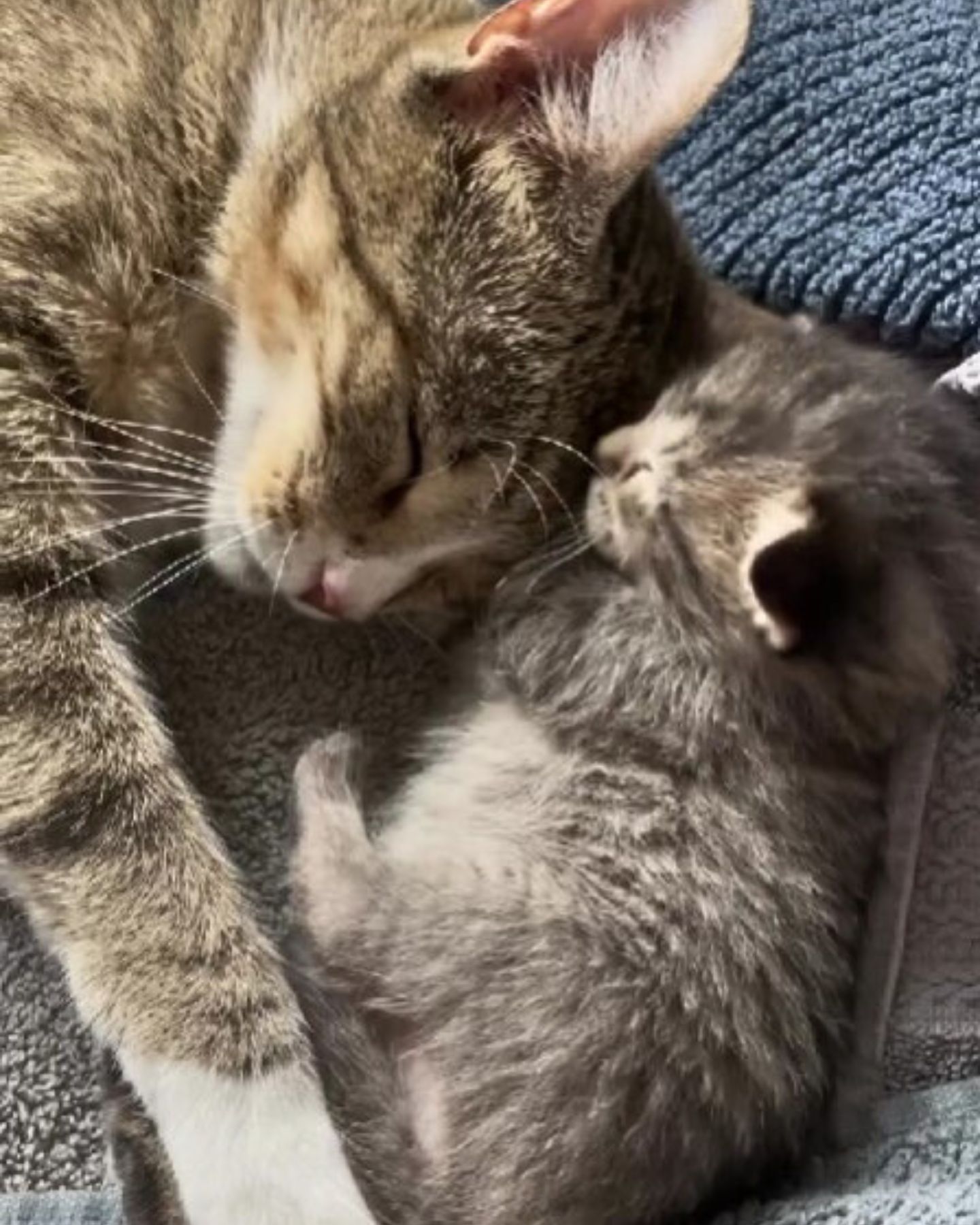 cat and a kitten sleeping