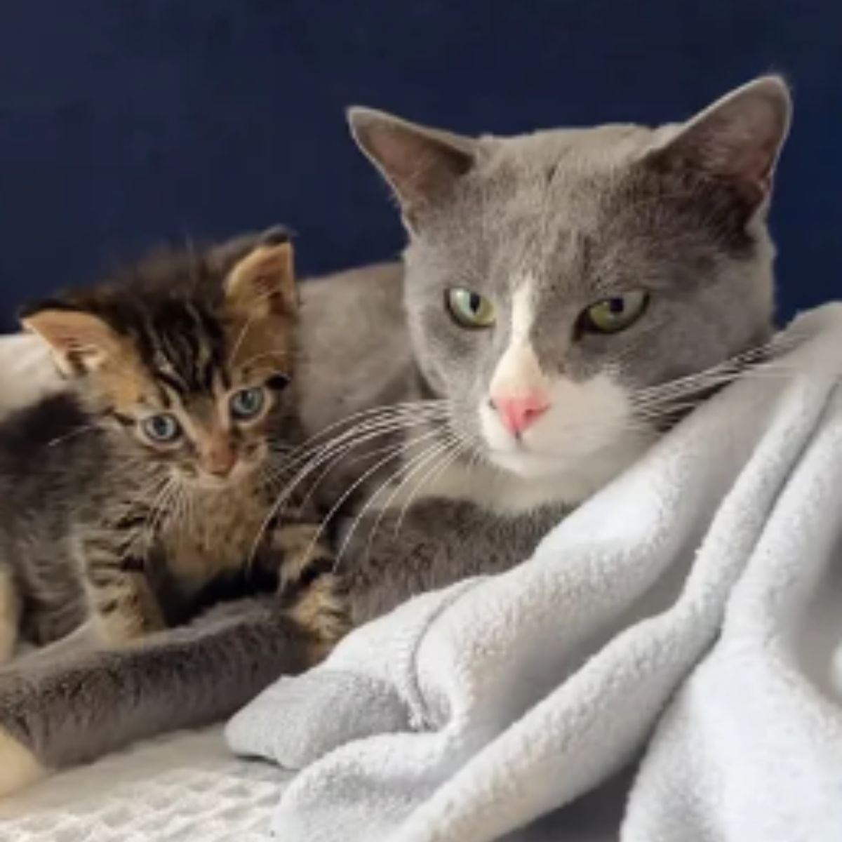 cat and kitten lying together