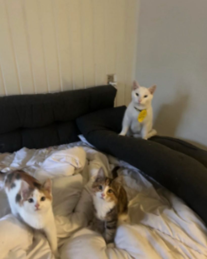 cat and two kittens on the bed