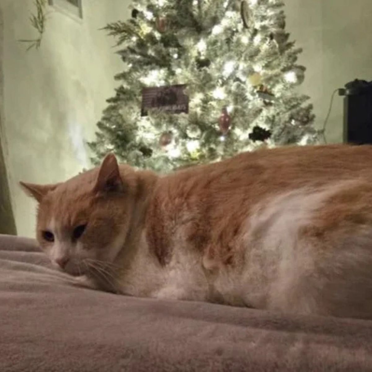 cat by the christmas tree