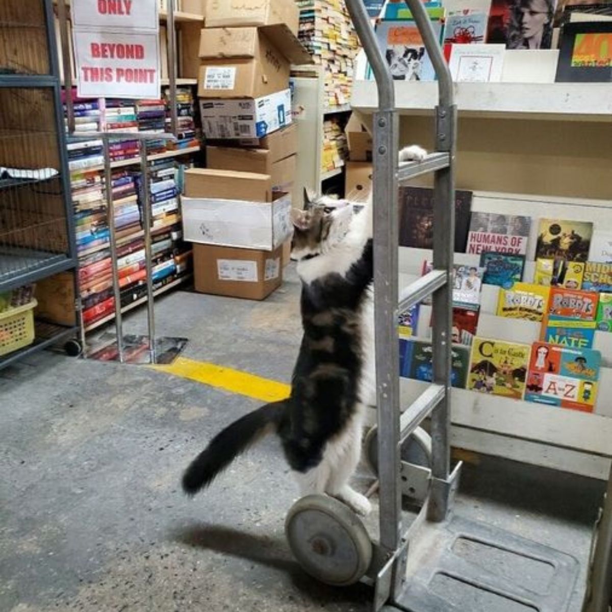 cat climbing on the ladder