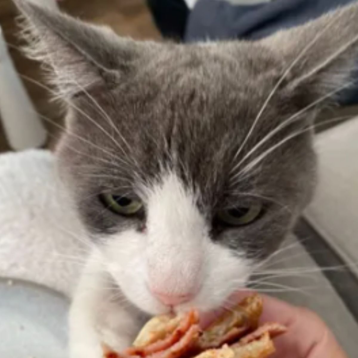 cat eating