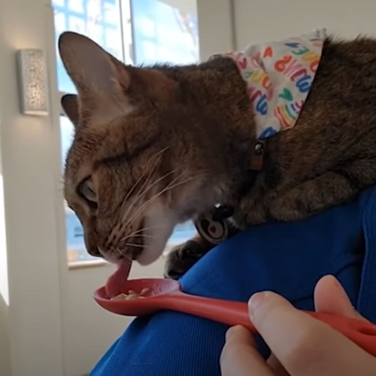 cat eating from a spoon