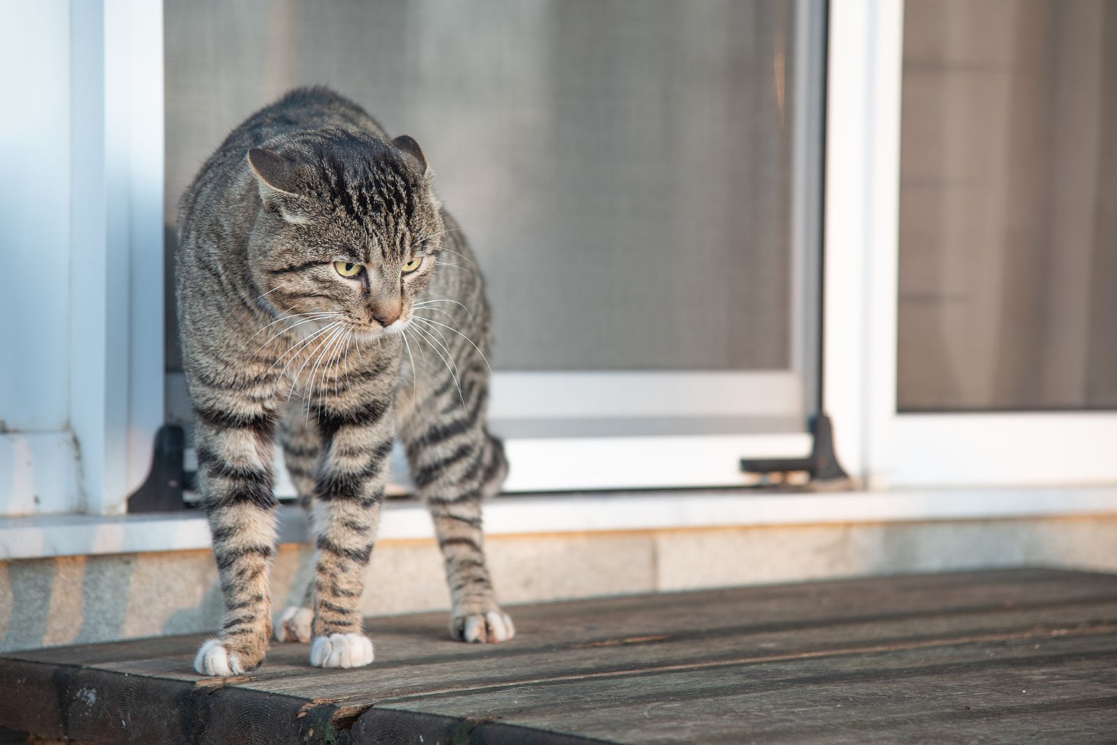 cat escaping