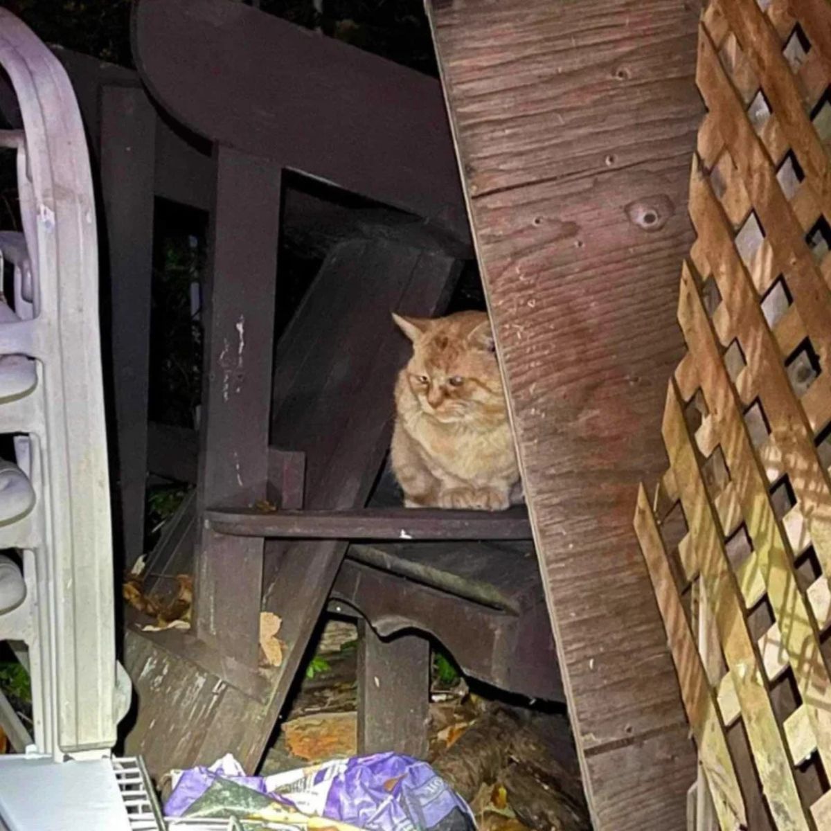 cat hiding in old furniture