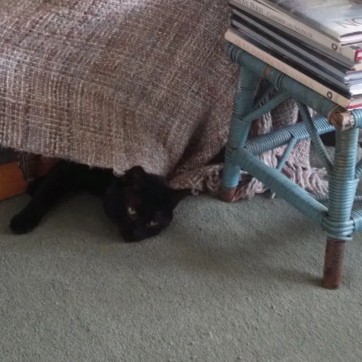 cat hiding undeer the bed