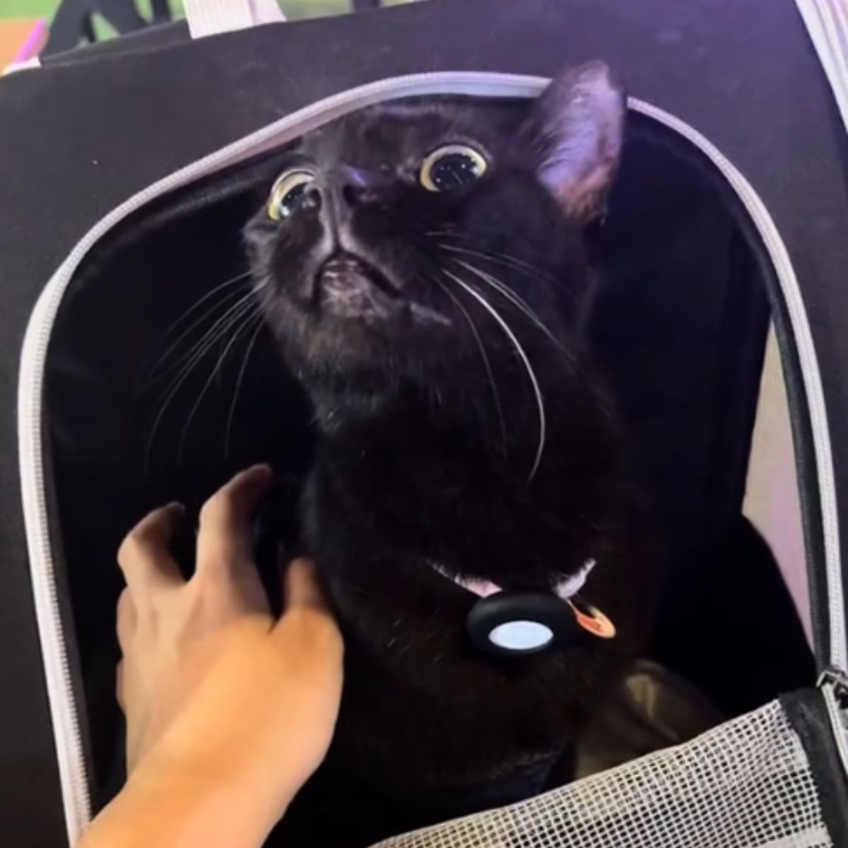 cat in a bag